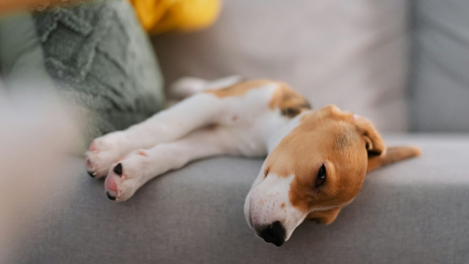 A beagle puppy asleep on a grey sofa