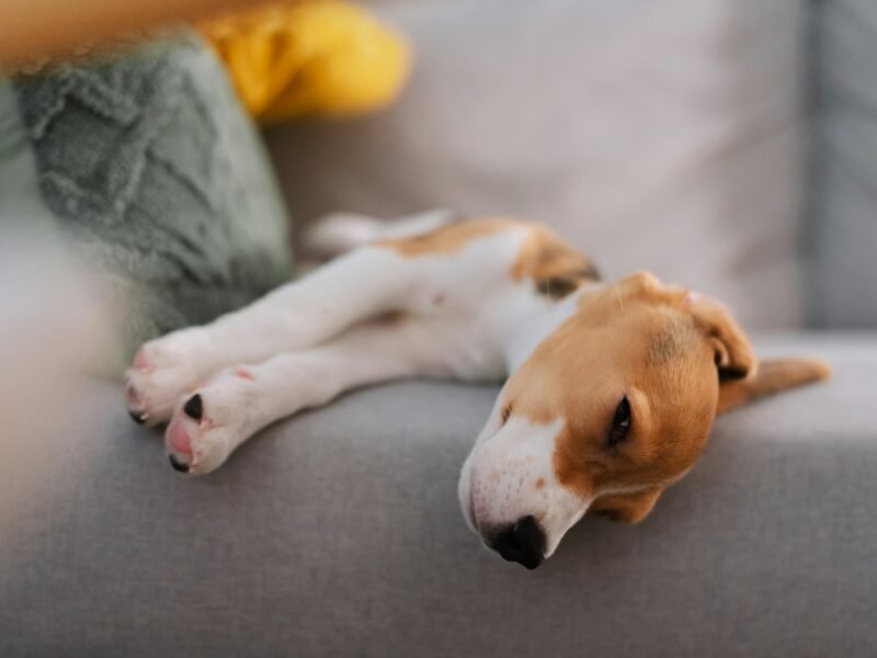 A beagle puppy asleep on a grey sofa